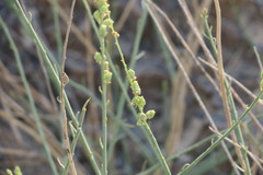 Ochradenus aucheri