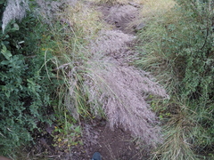 Muhlenbergia emersleyi