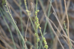 Ochradenus aucheri