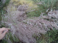 Muhlenbergia emersleyi