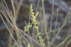 Ochradenus aucheri