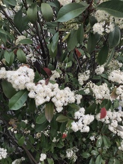 Photinia × fraseri