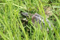 Malayemys macrocephala