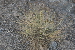 Ochradenus aucheri