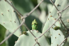 Opuntia ficus-indica