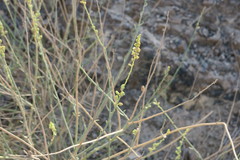 Ochradenus aucheri