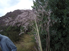 Muhlenbergia emersleyi