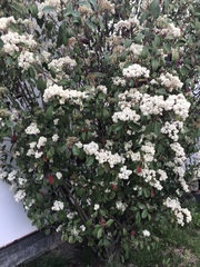 Photinia × fraseri