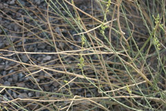 Ochradenus aucheri