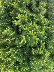 Picea glauca glauca