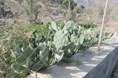 Opuntia ficus-indica