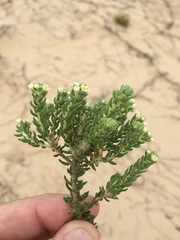 Phylica axillaris maritima