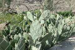 Opuntia ficus-indica