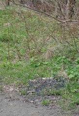 Anthocharis cardamines