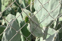 Opuntia ficus-indica