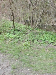 Anthocharis cardamines