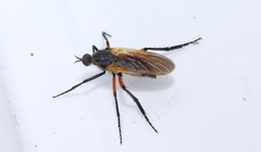Empis pulchripes