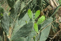Opuntia ficus-indica