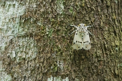 Ayuthia spectabile