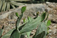 Opuntia ficus-indica
