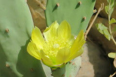 Opuntia ficus-indica