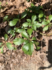 Pachysandra