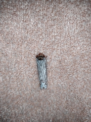 Lepidoptera