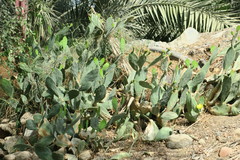 Opuntia ficus-indica