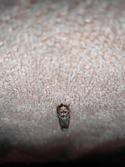 Lepidoptera