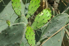 Opuntia ficus-indica
