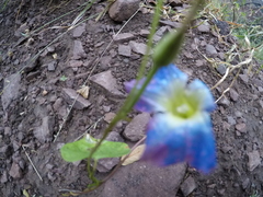 Ipomoea cardiophylla