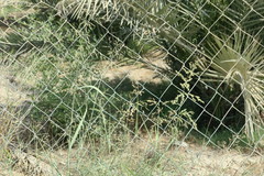 Panicum antidotale