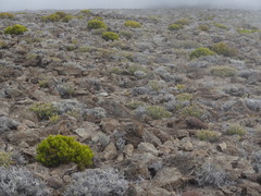 Seriphium passerinoides