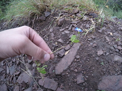 Ipomoea cardiophylla