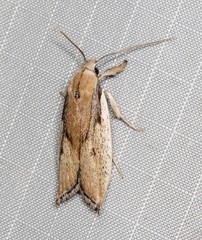 Pilostibes basivitta