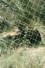 Panicum antidotale