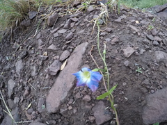 Ipomoea cardiophylla