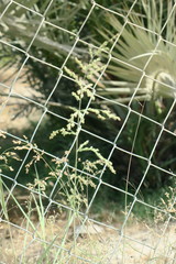 Panicum antidotale
