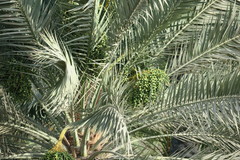 Phoenix dactylifera