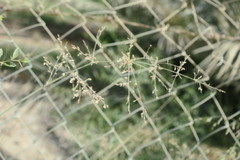 Panicum antidotale