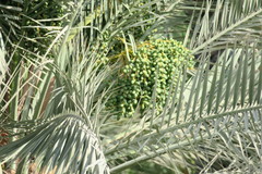 Phoenix dactylifera