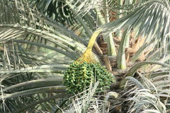 Phoenix dactylifera