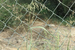 Panicum antidotale