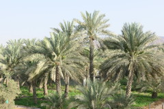 Phoenix dactylifera