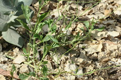 Physorhynchus chamaerapistrum