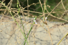 Physorhynchus chamaerapistrum