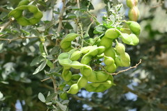 Pithecellobium dulce