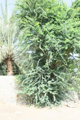 Pithecellobium dulce