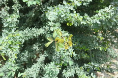Pithecellobium dulce