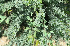 Pithecellobium dulce